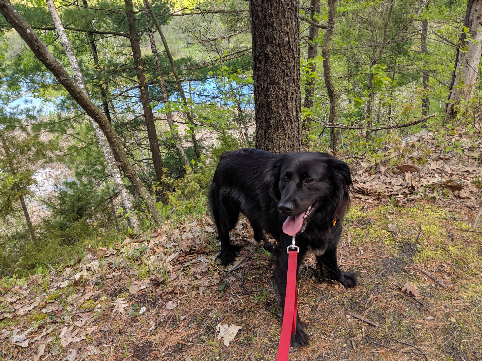 Black dog in woods